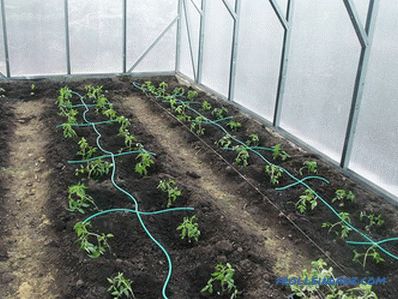 Drip irrigation greenhouses do it yourself