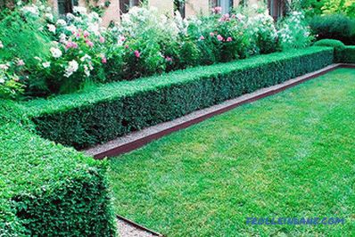 Fast-growing perennial hedge in the country