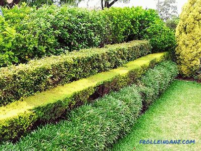 How to make a hedge in the country with their own hands (+ photos)