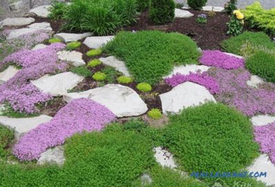 How to make an alpine hill with your own hands + photo