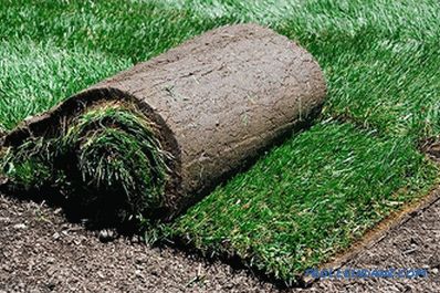 Laying a turf do-it-yourself