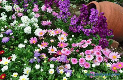 Flower beds and flower beds with their own hands + photo