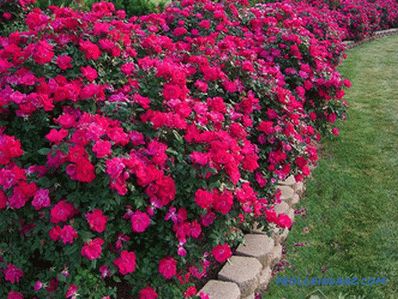 Flower beds and flower beds with their own hands + photo