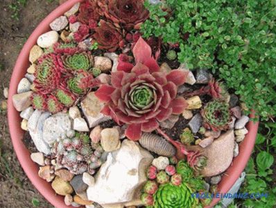 Flower beds and flower beds with their own hands + photo