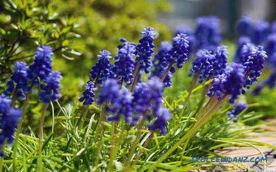 Flower beds and flower beds with their own hands + photo