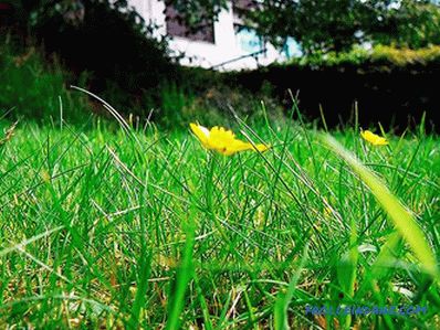 How to make a lawn in the country with their own hands (+ photos)