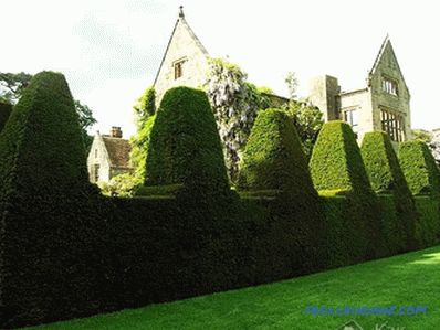 Fast-growing perennial hedge in the country