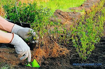 Fast-growing perennial hedge in the country