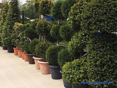 Fast-growing perennial hedge in the country