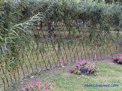 Fast-growing perennial hedge in the country