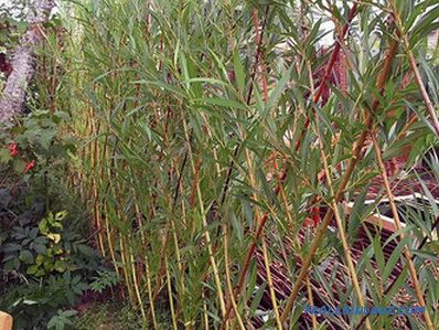 Fast-growing perennial hedge in the country