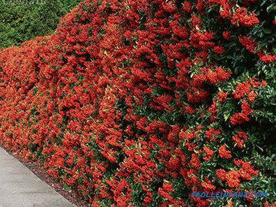 Fast-growing perennial hedge in the country