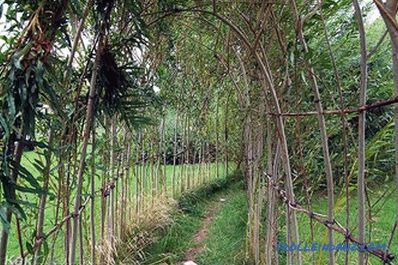 How to make a hedge in the country with their own hands (+ photos)