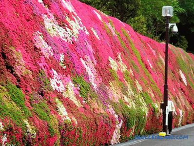 How to make a hedge in the country with their own hands (+ photos)