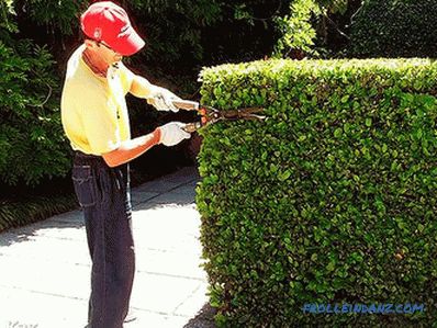 How to make a hedge in the country with their own hands (+ photos)