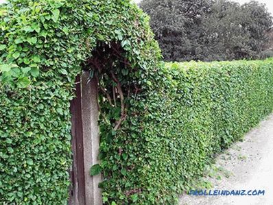 How to make a hedge in the country with their own hands (+ photos)