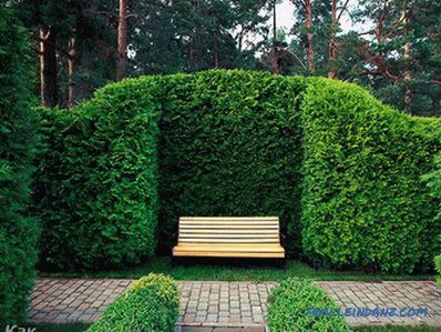 How to make a hedge in the country with their own hands (+ photos)