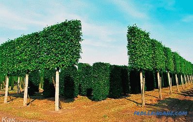 How to make a hedge in the country with their own hands (+ photos)