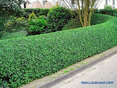 How to make a hedge in the country with their own hands (+ photos)