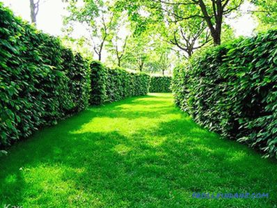 How to make a hedge in the country with their own hands (+ photos)