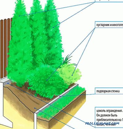 How to make a hedge in the country with their own hands (+ photos)