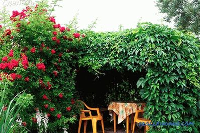 Live gazebo do it yourself (photo)